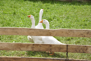 Similar image 22072251