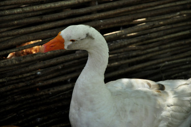 Similar image 22077004