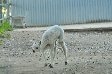 Similar image 22077009