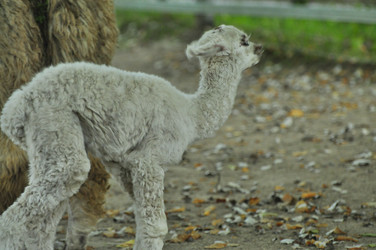 Similar image 22077014