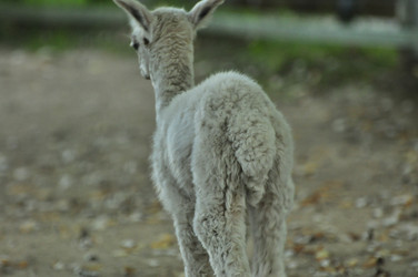 Similar image 22077016