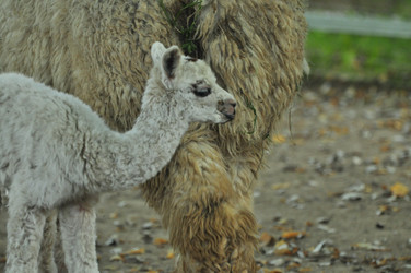 Similar image 22077017