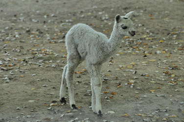 Similar image 22077018