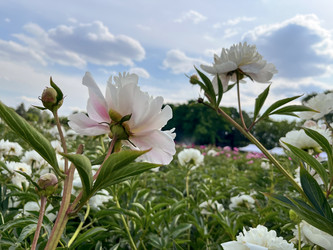 Similar image 22072302