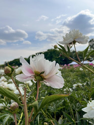 Similar image 22072306