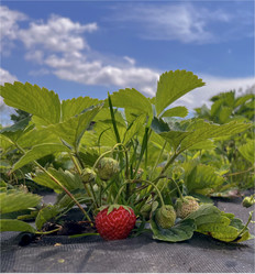 Similar image 22070305