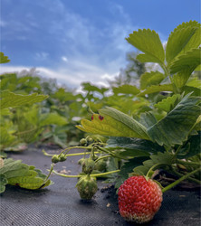 Similar image 22074018