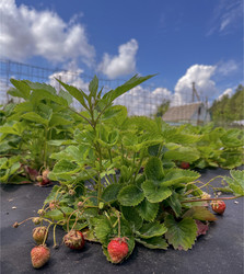 Similar image 22074028