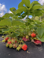 Similar image 22074030