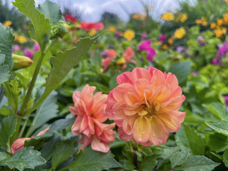 Similar image 22071256