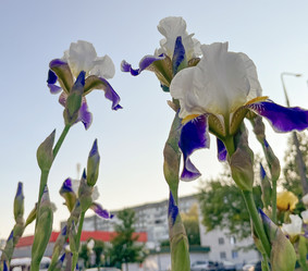 Similar image 22071264