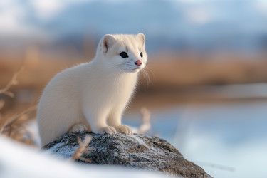 Similar image 22077575