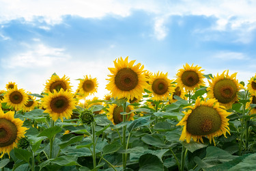 Similar image 22061400