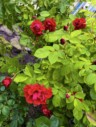 Similar image 22070098