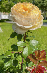 Similar image 22070146