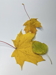 Similar image 22071306