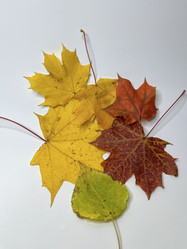 Similar image 22071308