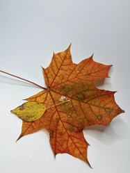 Similar image 22071310