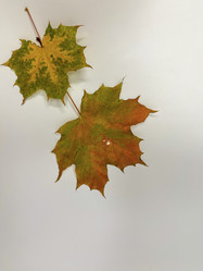 Similar image 22071317