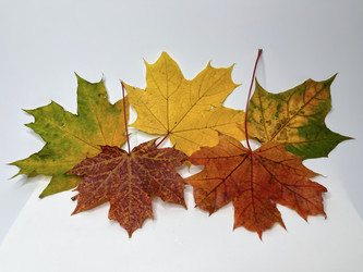 Similar image 22072076