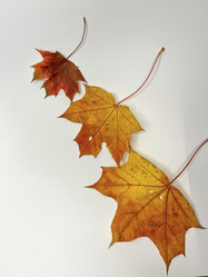 Similar image 22072390