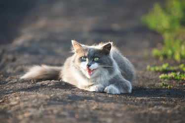 Similar image 22060522