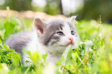 Similar image 22060284