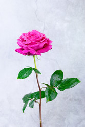 Similar image 22060301