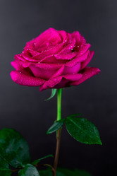 Similar image 22060625