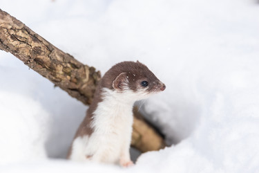 Similar image 22060004