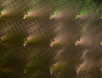 Similar image 22069039