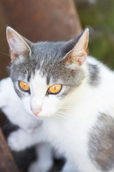 Similar image 22067839