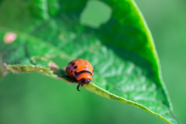 Similar image 22066325