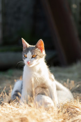 Similar image 22067280