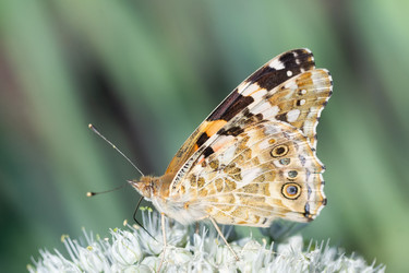 Similar image 22068023