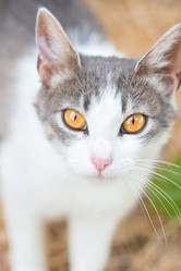 Similar image 22067326