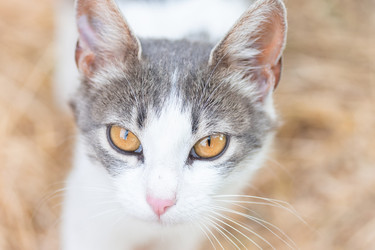 Similar image 22067328