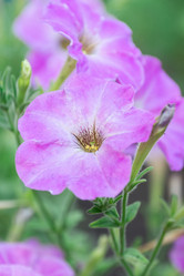 Similar image 22062513