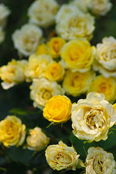 Similar image 22066403