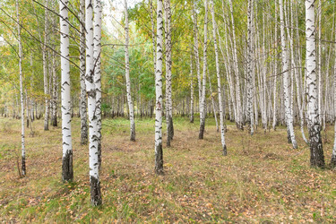 Similar image 22067890