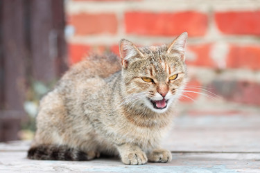 Similar image 22067900