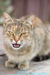 Similar image 22067902