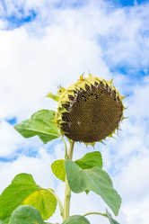 Similar image 22067912