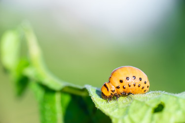 Similar image 22067915