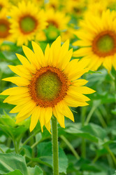 Similar image 22067926