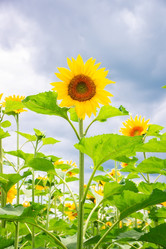 Similar image 22067374