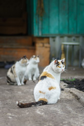 Similar image 22068166