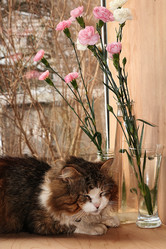 Similar image 22067205