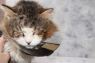 Similar image 22067232