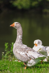 Similar image 22068202